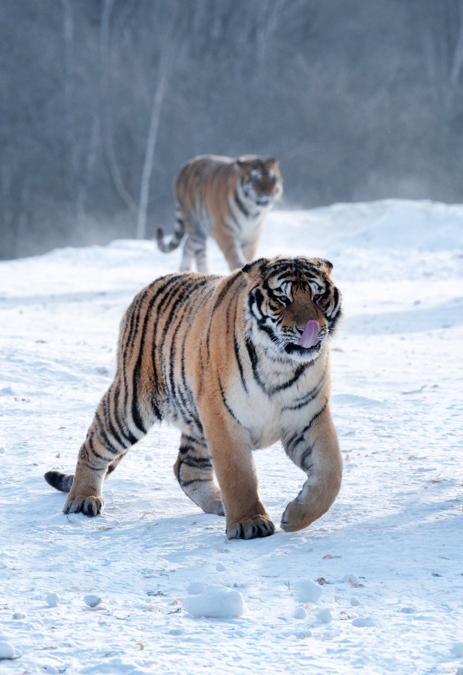 吉林东北虎胜北控 吉林东北虎胜北控